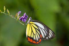 Delias hyparete luzonensis