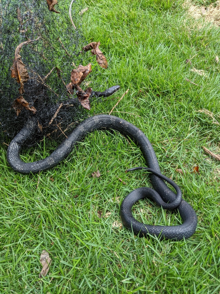 Gray Ratsnake from Buford, Georgia on August 17, 2020 by andymand ...