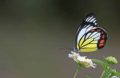 Delias hyparete luzonensis