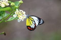 Delias hyparete luzonensis