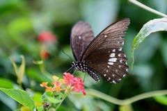 Papilio castor formosanus