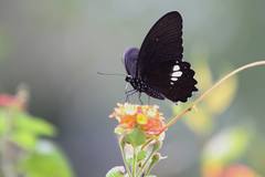 Papilio castor formosanus