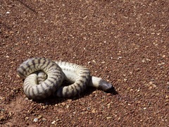 Aspidites melanocephalus