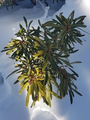 Tasmannia xerophila