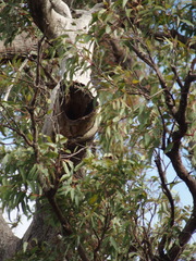 Eucalyptus marginata marginata