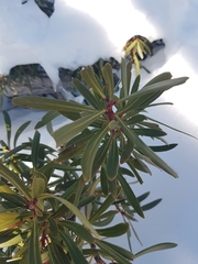 Tasmannia xerophila