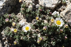 Erigeron vagus