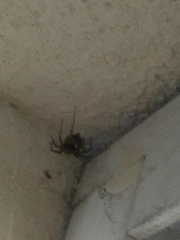 Steatoda