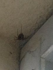 Steatoda