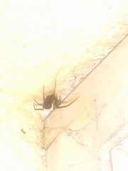 Steatoda