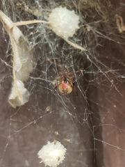 Latrodectus geometricus