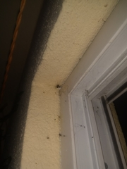 Steatoda