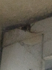 Steatoda
