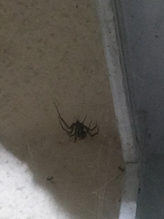 Steatoda
