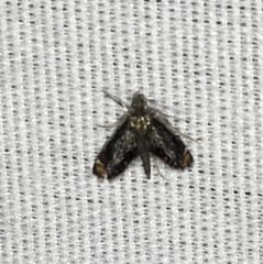 Chrysendeton nigrescens