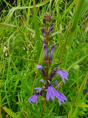 Lobelia sessilifolia