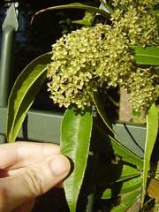 Backhousia citriodora
