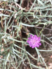 Stephanomeria cichoriacea