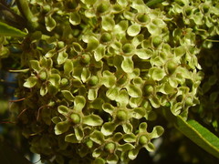 Backhousia citriodora