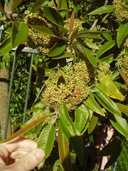 Backhousia citriodora