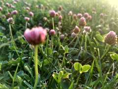 Trifolium fragiferum