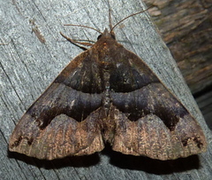 Gondysia