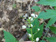 Actaea × ludovicii