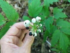 Actaea × ludovicii