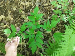 Actaea × ludovicii