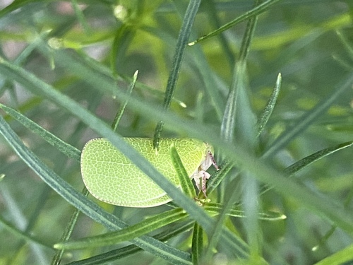 Acanalonia servillei photo 3