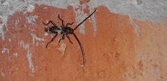 Lanephus njumanii