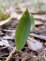 Cryptostylis