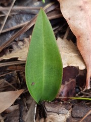 Cryptostylis