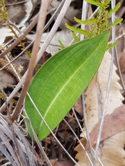 Cryptostylis