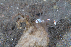 Ancylomenes magnificus