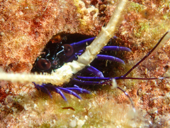 Palinuridae