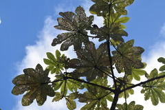 Cecropia schreberiana