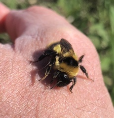 Bombus frigidus