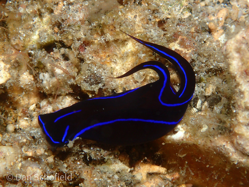 Blue velvet headshield slug