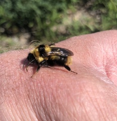 Bombus frigidus