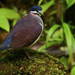 Purple Quail-Dove - Photo (c) Diego Tirira, some rights reserved (CC BY-SA)