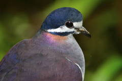 Purple Quail-Dove photo 2