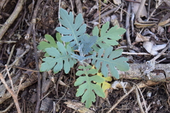 Bocconia frutescens