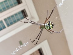 Argiope