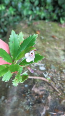 Lysionotus pauciflorus