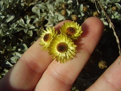 Helichrysum argyrophyllum