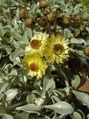 Helichrysum argyrophyllum