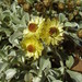 Helichrysum argyrophyllum - Photo (c) Stephen Thorpe, algunos derechos reservados (CC BY-NC), subido por Stephen Thorpe