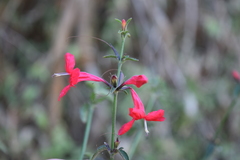 Ruellia coccinea