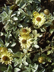 Helichrysum argyrophyllum